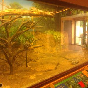 Geoffroy's tamarin and Iguana Exhibit