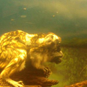 Baby Geoffroy's tamarin riding on mom