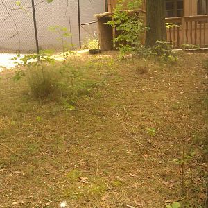 Spurred Tortoise Exhibit