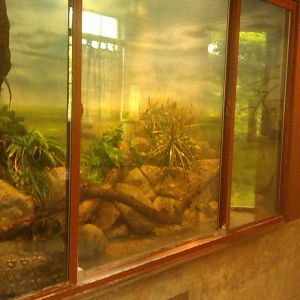Dumeril's Ground Boa Exhibit