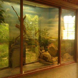 Lesser Black Plated Lizard Exhibit