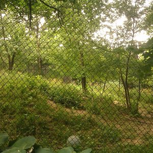 African Wild Dog Exhibit