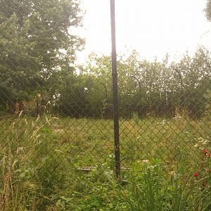 African Wild Dog Exhibit