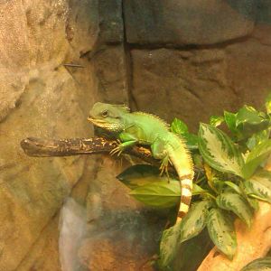 Asian Water Dragon