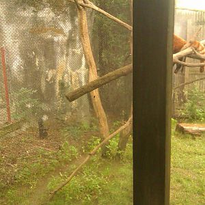 Red Panda Exhibit