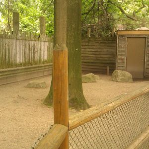 Indian Muntjac Exhibit