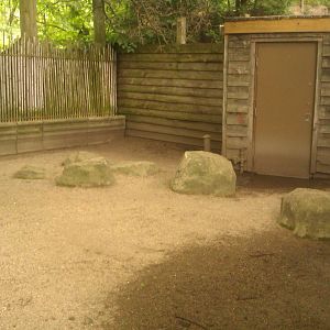 Indian Muntjac Exhibit