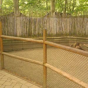 Indian Muntjac Exhibit