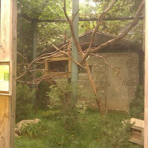 Prehensile Tailed Porcupine Exhibit