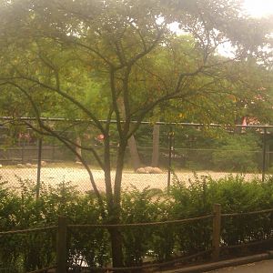 Reticulated  Giraffe Exhibit