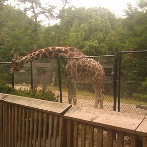 Reticulated Giraffe