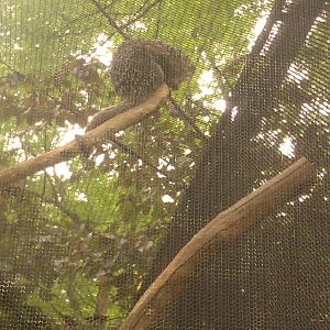 Prehensile tailed Porcupine