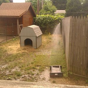 Panepinto Pig Exhibit