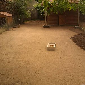 Patagonian Cavy Exhibit