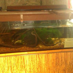 tentacled snake exhibit