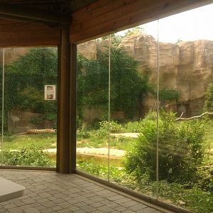 Amur Tiger Exhibit