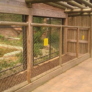 Amur Tiger Training/enrichment with trainer display viewing