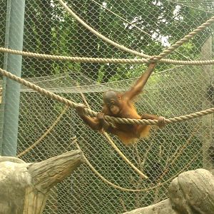 Ollie 2 year old baby orangutan swinging