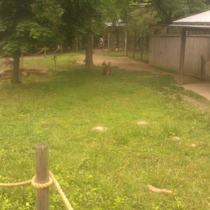Grey Kangaroo/Bennett's Wallaby Exhibit