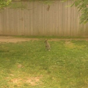 Grey Kangaroo/Bennett's Wallaby Exhibit