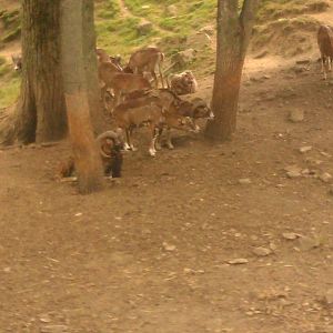 Herd of Mouflon