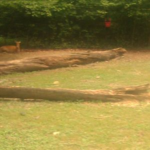 Pere David's Deer sitting down