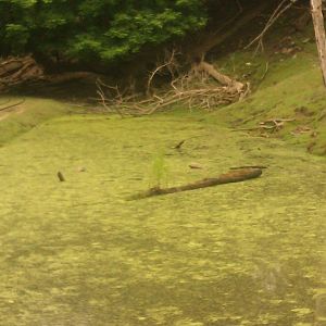 Pond with Duckweed floating on top
