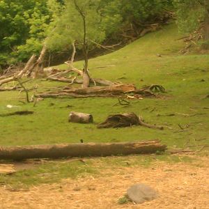 Mouflon Grazing area