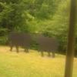 Elephant Statues in beginning of train ride
