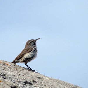 Rock Wren