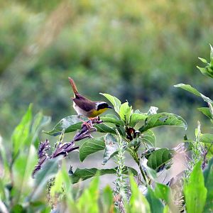 Common Yellowthroat