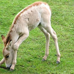 Onager foal; Chester; 23rd June 2012