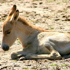 Onager foal; Chester; 24th June 2012