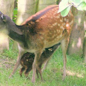 Newly born Prince Alfred's deer; Chester; 23rd June 2012