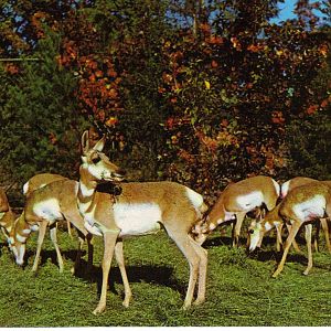 Catskill Game Farm Postcard