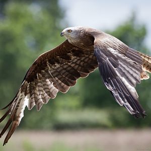 Black Kite - 24/06/2012