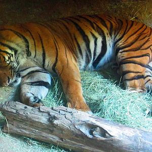Malayan Tiger