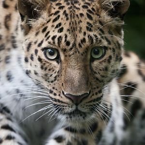 Amur Leopard - 15/06/2012