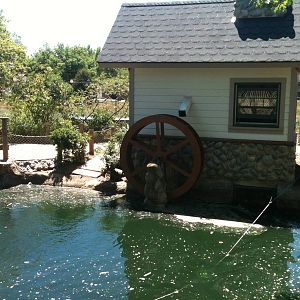 Duck Pond- June 2012