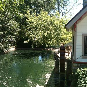 Duck Pond- June 2012