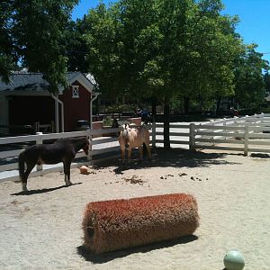 Pony and Horse- June 2012