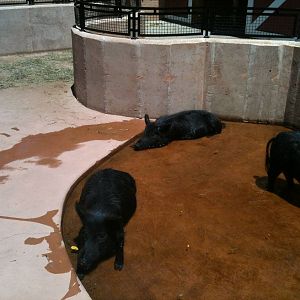 Guinea Hog- June 2012