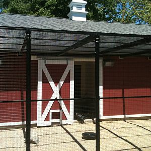 Chicken yard- June 2012
