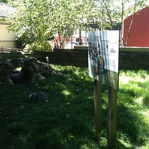 Rabbit Yard- June 2012