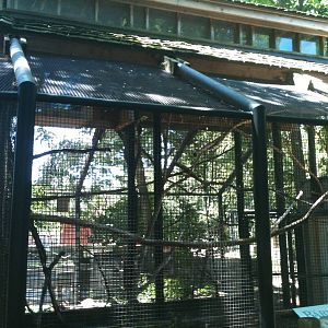 Barn Owl Exhibit. June 2012