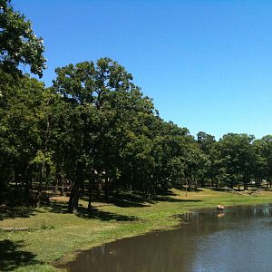 Elk Exhibit- June 2012