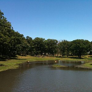 Elk Exhibit- June 2012