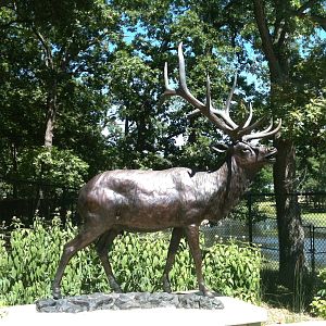 Bull Elk Stature-June 2012