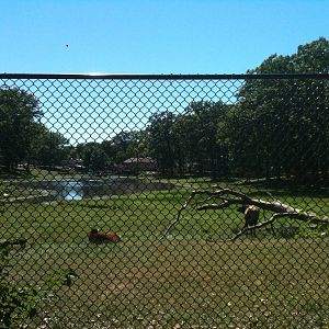 Elk Exhibit- June 2012