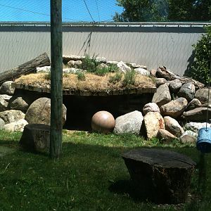 Mountain Lion-June 2012